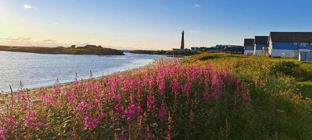 Sentral Studioleilighet Ved Stranden Og Hvalsenter Nb Ma Vaskes Etter Endt Leie Eller Betale Rengjoringshjelpen 500 Kr アンデネス エクステリア 写真